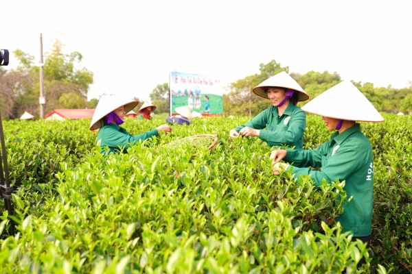 Chuyển đổi số tạo động lực nâng tầm giá trị ngành chè Thái Nguyên