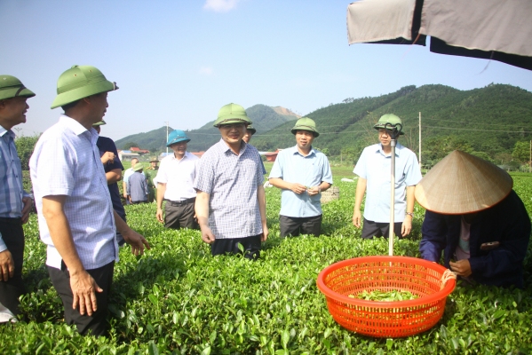Đồng chí Phó Bí thư Thường trực Tỉnh ủy thăm một số mô hình sản xuất nông nghiệp trên địa bàn huyện Đồng Hỷ và thành phố Thái Nguyên